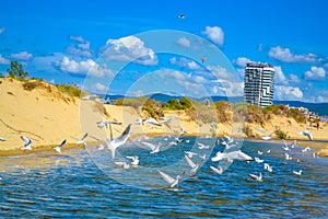 Hadjiiska river full of birds Nessebar Bay Sunny Beach resort Bulgaria