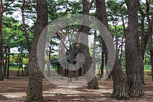 Hadong pine forest park photo