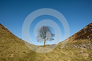 Hadrians Wall Sycamore Gap