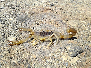 Hadrurus arizonensis