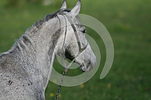 Haed Of Gray Horse