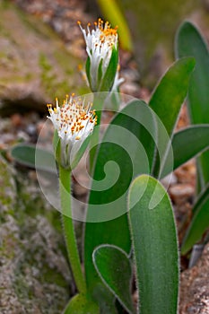 Haemanthus humilis subspecies hirsutus, flowering
