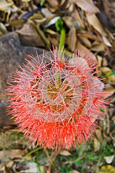 Haemanthus multiflorus photo