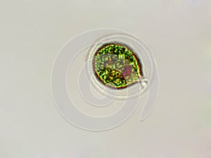 Haematococcus pluvialis algae under microscopic view - vegetative cell - zooid