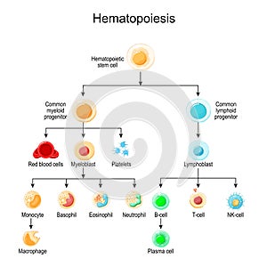 Haematopoiesis. development of different blood cells
