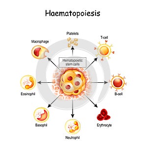 Haematopoiesis is the formation of blood cells. hemocytoblast in red bone marrow, white and red blood cells, Macrophage and