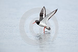 Haematopus ostralegus, Eurasian Oystercatcher