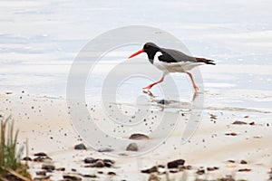 Haematopus ostralegus, Eurasian Oystercatcher