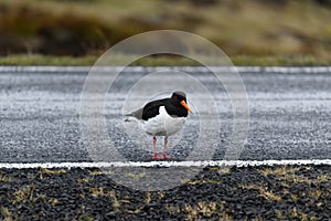 Haematopus ostralegus Oystercatcher