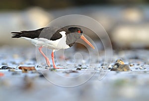 Haematopus ostralegus. The wild nature of the North Sea. Medium bird.