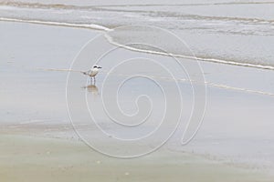 Haematopus palliatus bird in Cassino beach photo