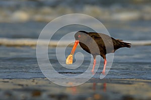 Haematopus unicolor - Variable oystercatcher - torea feeding with mussels on the seaside