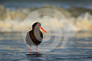 Haematopus unicolor - Variable oystercatcher - torea feeding with mussels on the seaside