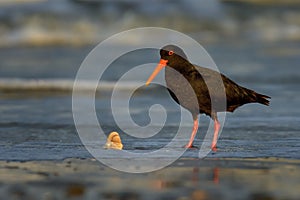 Haematopus unicolor - Variable oystercatcher - torea feeding with mussels on the seaside