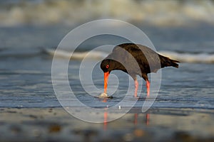 Haematopus unicolor - Variable oystercatcher - torea feeding with mussels on the seaside