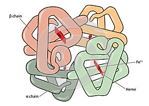 Haemoglobin molecule