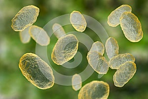 Haemophilus influenzae bacteria photo