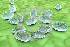 Haemophilus influenzae bacteria photo