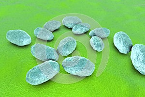 Haemophilus influenzae bacteria photo