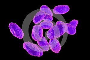 Haemophilus influenzae bacteria photo