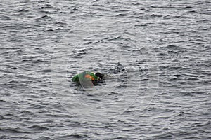 Haenyeo female divers or haenyo women diving scuba for keeping clam abalone shells in underwater in sea ocean at Iho Tewoo beach