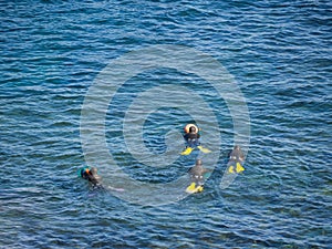 Haenyeo Women Diver Show to collect seaweed, shellfish and other seafood at Seongsan Ilchulbong, Jeju, South Korea