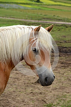 Hafling horse portrait