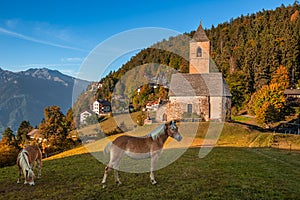 Hafling, Italy - Italian horses and the mountain church of St. Catherine Chiesa di Santa Caterina near Hafling - Avelengo