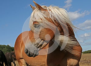 Haflinger