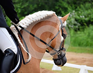 Haflinger Dressage Stallion