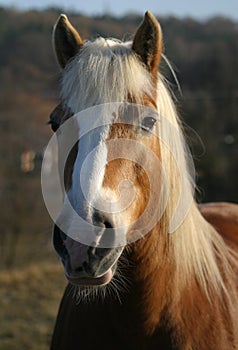 Haflinger horse