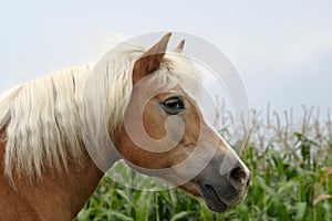 Haflinger horse