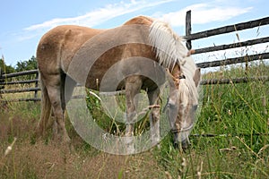 Haflinger horse