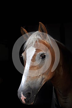 Haflinger horse