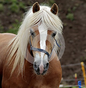 haflinger horse