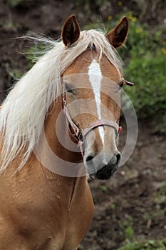 haflinger horse