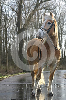Haflinger horse