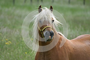 Haflinger horse