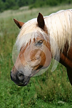 Haflinger horse