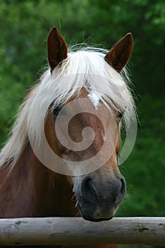 Haflinger horse