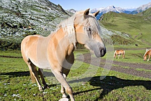 Haflinger horse closeup photo