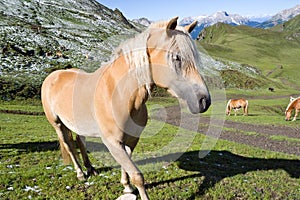 Haflinger horse closeup