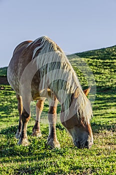 Haflinger Horse Col d`Aubisque in the French Pyrenees photo