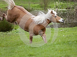 Haflinger Horse gallop and bucking free on meadow outside
