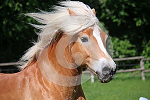 Haflinger horse head portrait