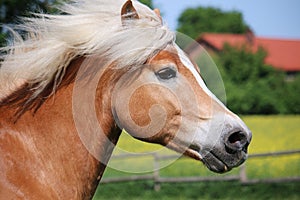 Haflinger horse head portrait
