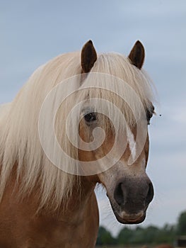 Haflinger Horse Headshot