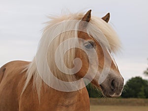 Haflinger Horse Headshot