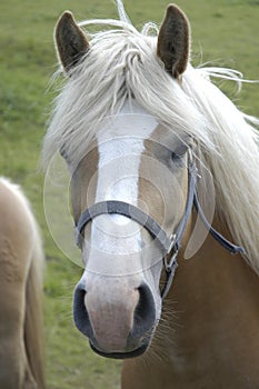 Haflinger horse II