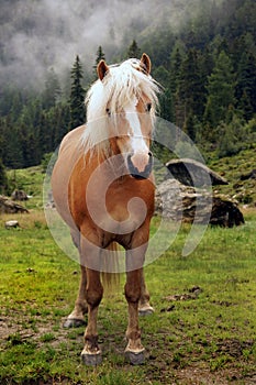 Haflinger horse on a meadow in the mountains, Tyrol, Austria.